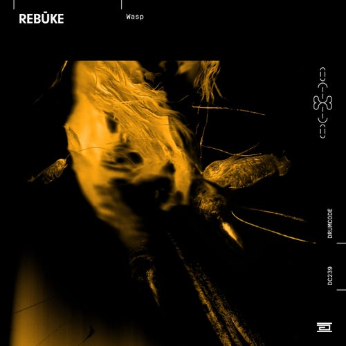 Rebuke – Wasp [DC239]